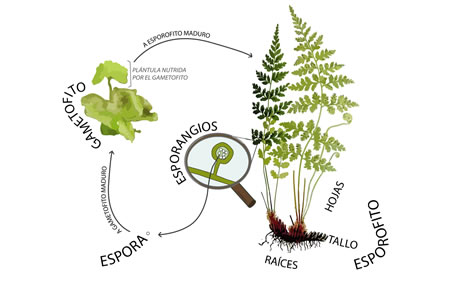 Ciclo de vida de los helechos verdaderos, graficando la alternancia de generaciones entre el esporófito y el gametófito.